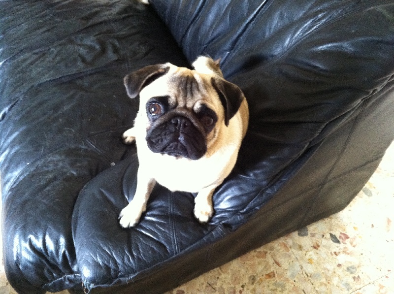 Fiona des Jardins de Campreal